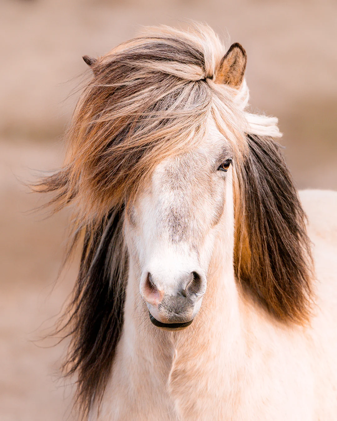 Caballo islandés — fauna característica de Islandia